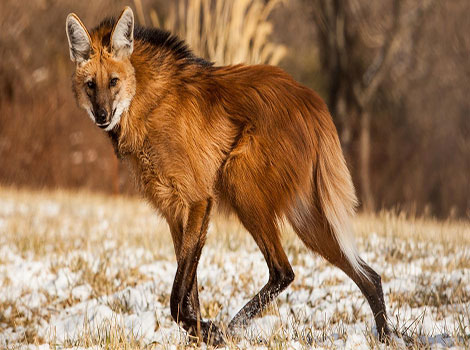 A Maned Wolf is walking through a snowy field