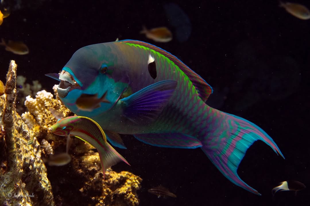 Parrotfish swimming in vibrant coral reef.