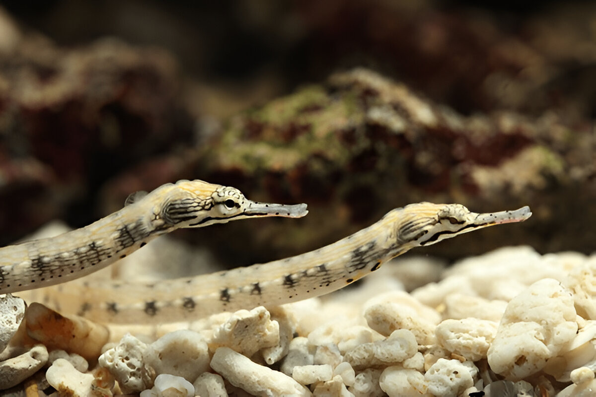 Pipefish blending into seagrass habitat.