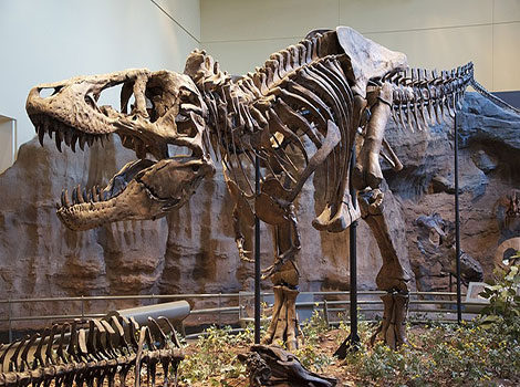 T.Rex - Big Animal that Start With T