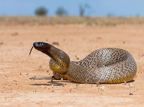 Taipan Snake - Dangerous Animals that Start With T