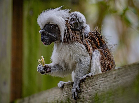 Tamarin Monkey - Cute Animal that Start With T