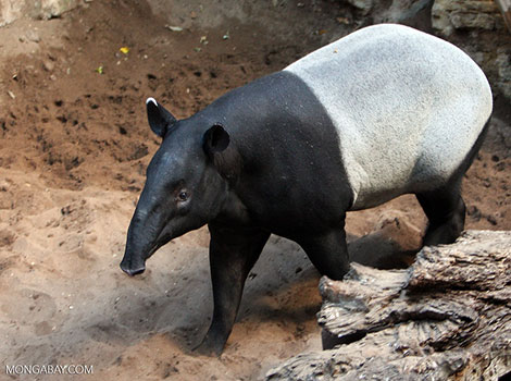 Tapir - Big Animal that Start With T