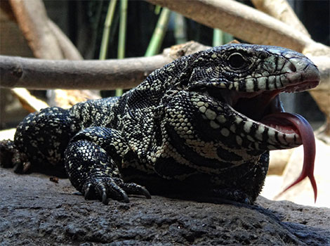 Tegu Lizard - Jungle Animal that Start With T
