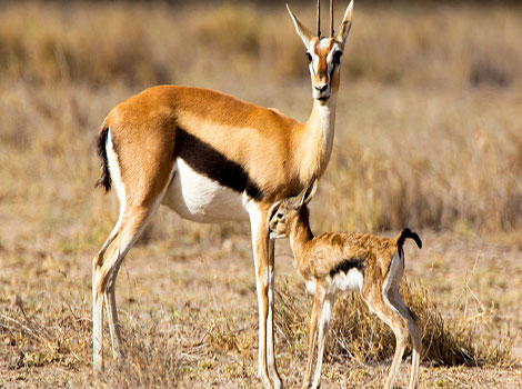 Thomson's Gazelle - Fast Animal that Start With T