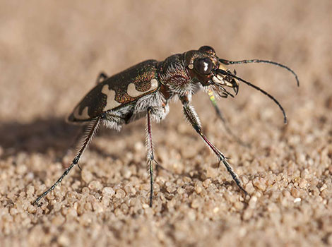 Tiger Beetle - Small Animal that Start With T