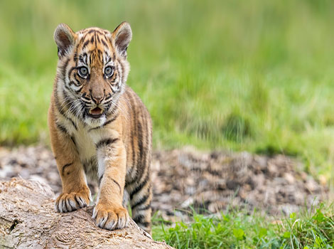 Tiger Cub - Cute Animal that Start With T