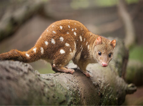Tiger Quoll - Jungle Animal that Start With T