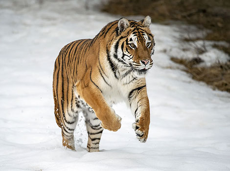 Tiger - Big Animal that Start With T