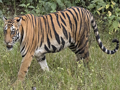 Tiger - Fast Animal that Start With T