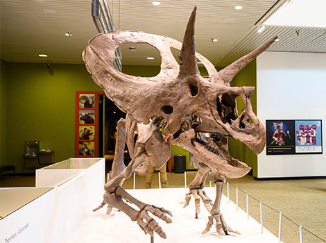 Torosaurus - Dinosaurs Animal that Start With T