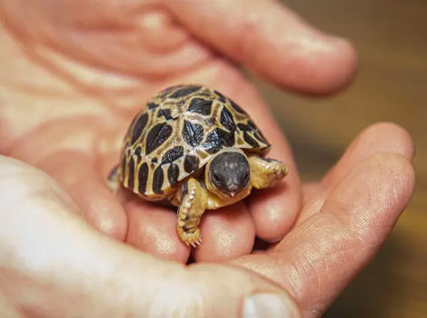 Tortoise Hatchling - Cute Animal that Start With T