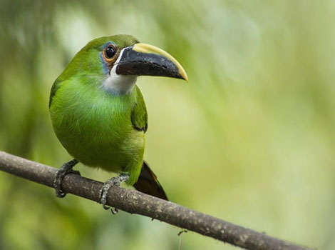 Toucanet - Small Animal that Start With T