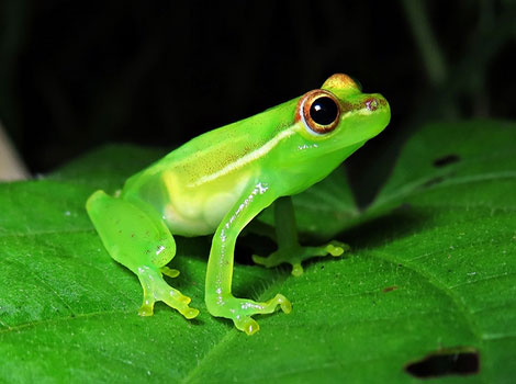 Tree Frog - Small Animal that Start With T