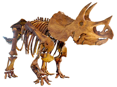 Triceratops - Dinosaurs Animal that Start With T