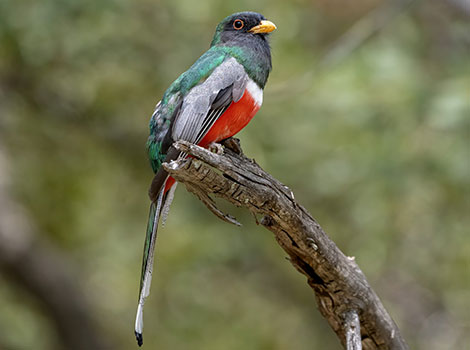 Trogon - Jungle Animal that Start With T