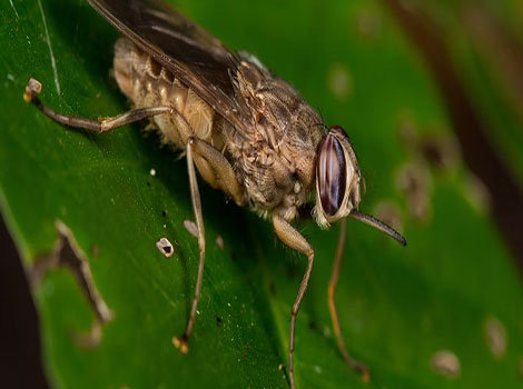 Tsetse Fly - Fast Animal that Start With T