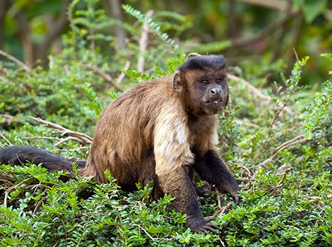 Tufted Capuchin Monkey - Jungle Animal that Start With T