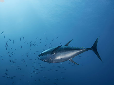 Tuna - Big Animal that Start With T