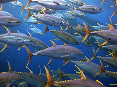 Tunafish - Fast Animal that Start With T