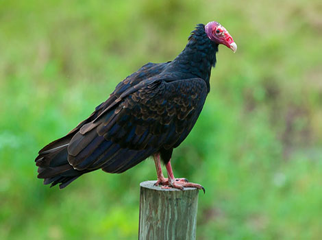Turkey Vulture - Ugly Animal that Start With T