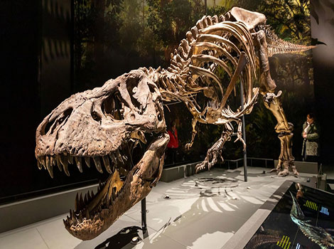 Tyrannosaurus Rex - Dinosaurs Animal that Start With T