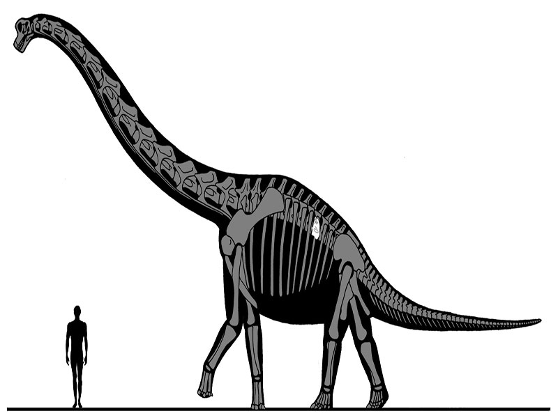 xenoposeidon sauropod dinosaur