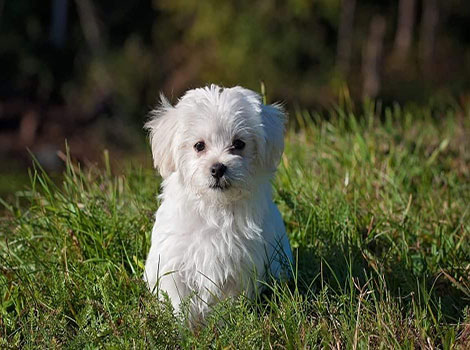 A Maltese mix puppy with fluffy white fur