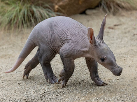 aardvark burrowing and nocturnal behavior