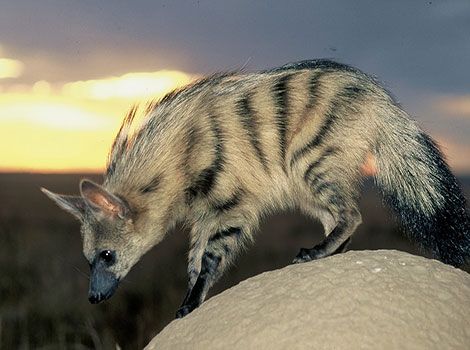aardwolf in grasslands and nocturnal termite hunter