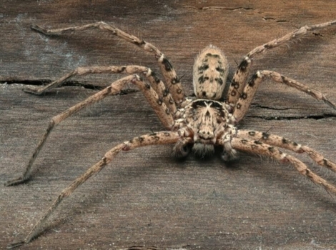 aardwolf spider night hunter
