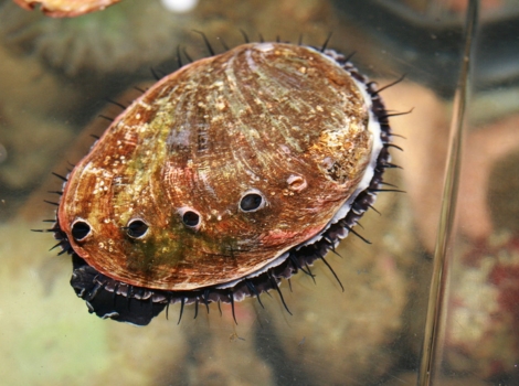abalone iridescent shell and rocky coastal habitat