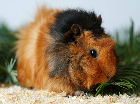 abyssinian guinea pig and rosette coat pattern