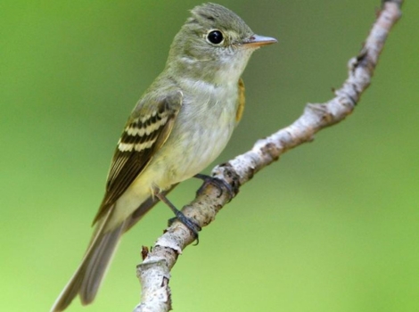 acadian flycatcher and swamp habitat