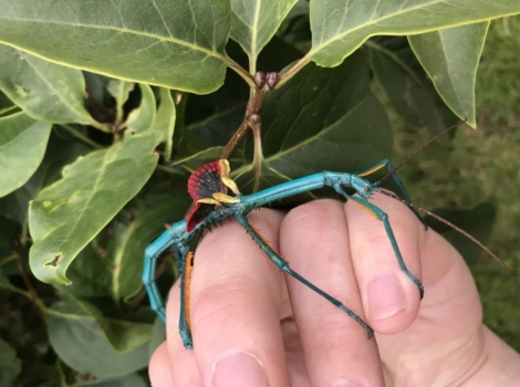 achrioptera manga stick insect