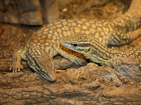 ackie monitor with yellow and brown skin