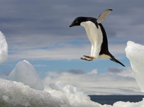 adelie penguin and Antarctic coastline
