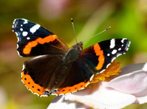 admiral butterfly black wings and garden habitat