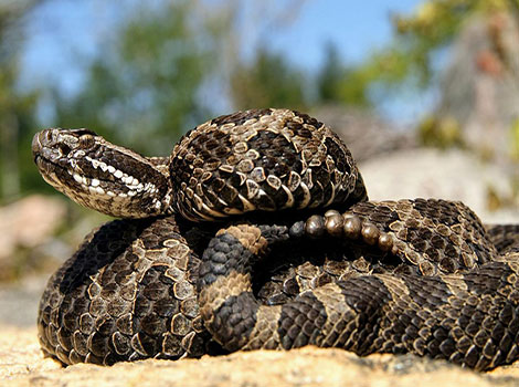 Massasauga rattlesnake rattle and grassland habitat