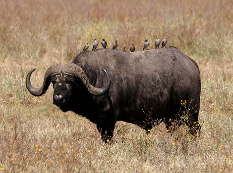 african buffalo herd grazing and large horns