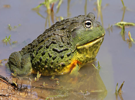 african bullfrog robust and highly adaptable