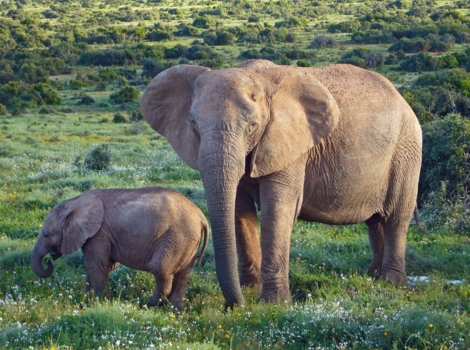 african bush elephant