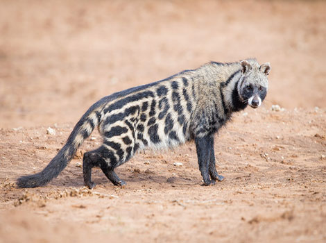 african civet marking and camouflage behavior