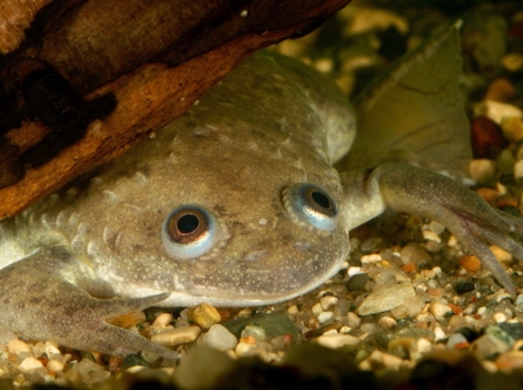 african clawed frog aquatic