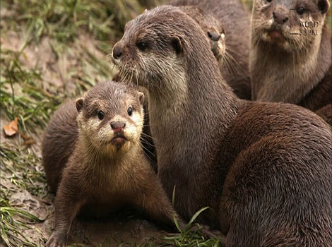 clawless otter dark fur and freshwater habitat