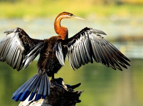 african darter and wetland habitat