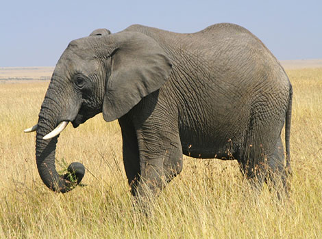 african elephant