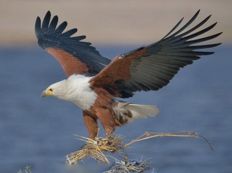 african fish eagle hunting fish