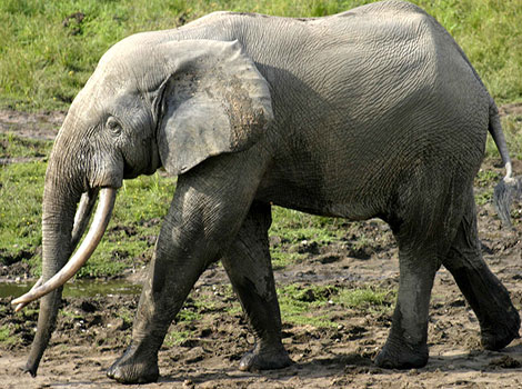 african forest elephant and rainforest ecosystem