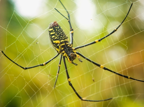 african golden orb-weaver golden web